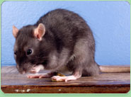 rat control Culcheth