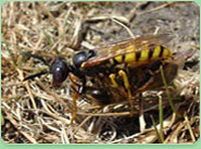 wasp control Culcheth